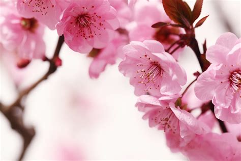 the peach blossom spring